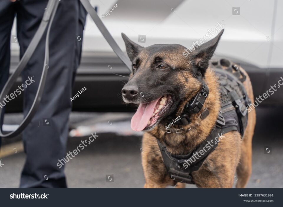 stock photo close up of trained belgian malinois police dog at dog day event in lehigh valley pennsylvania 2397631991