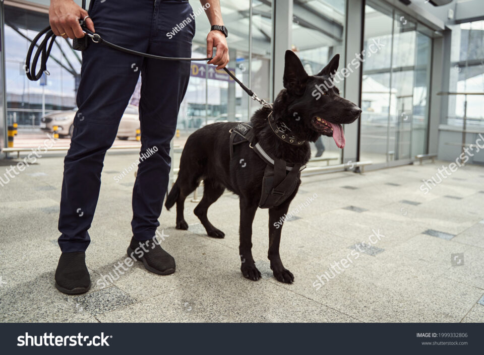 stock photo security officer with police dog standing at airport terminal 1999332806