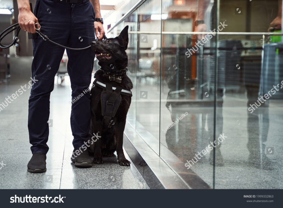 stock photo security worker with detection dog standing by glass wall at airport 1999332863