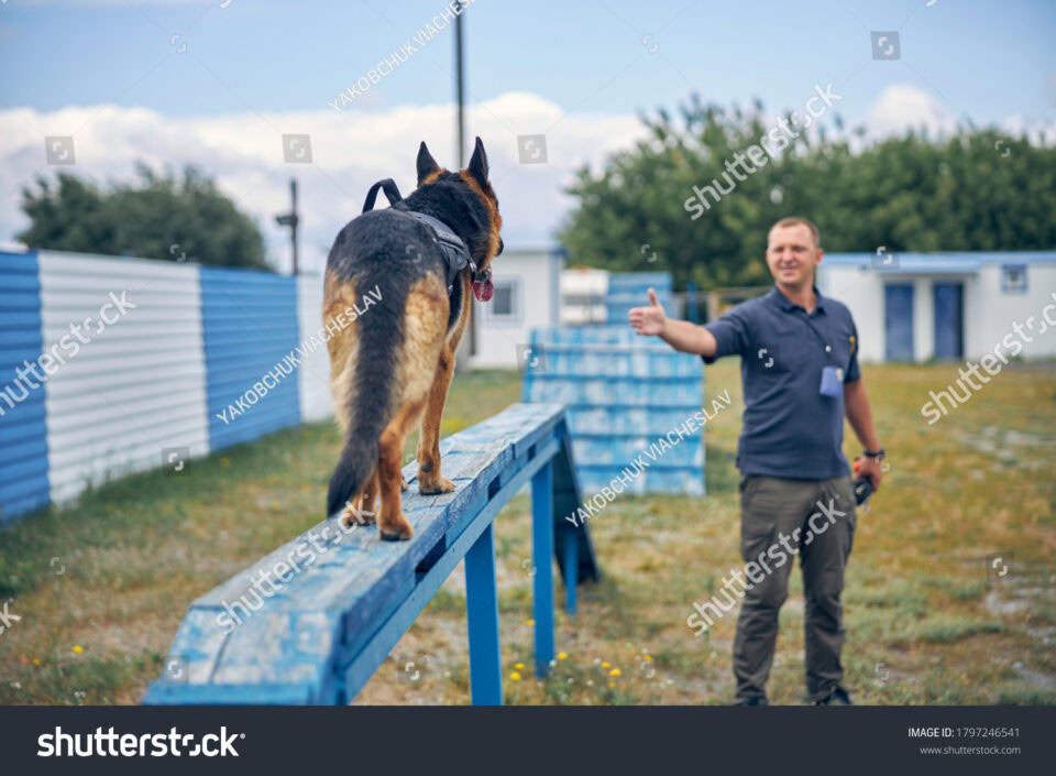 stock photo smiling man handler extending hand while german shepherd dog walking on bench 1797246541